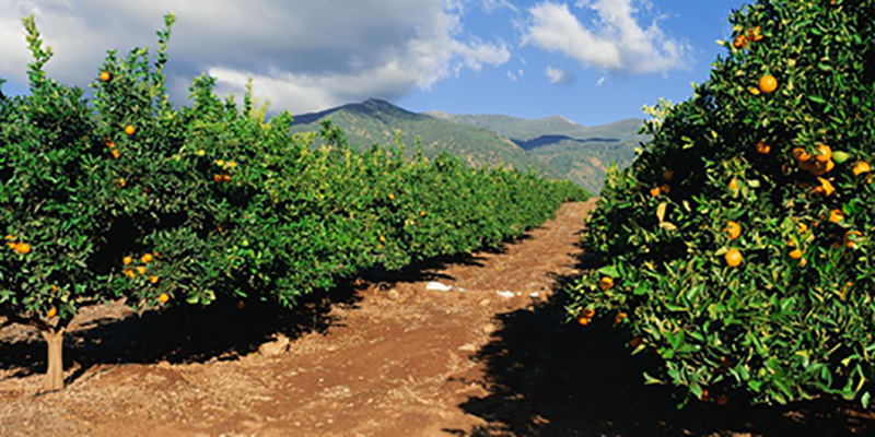 gyfresh_citrus_production_banner