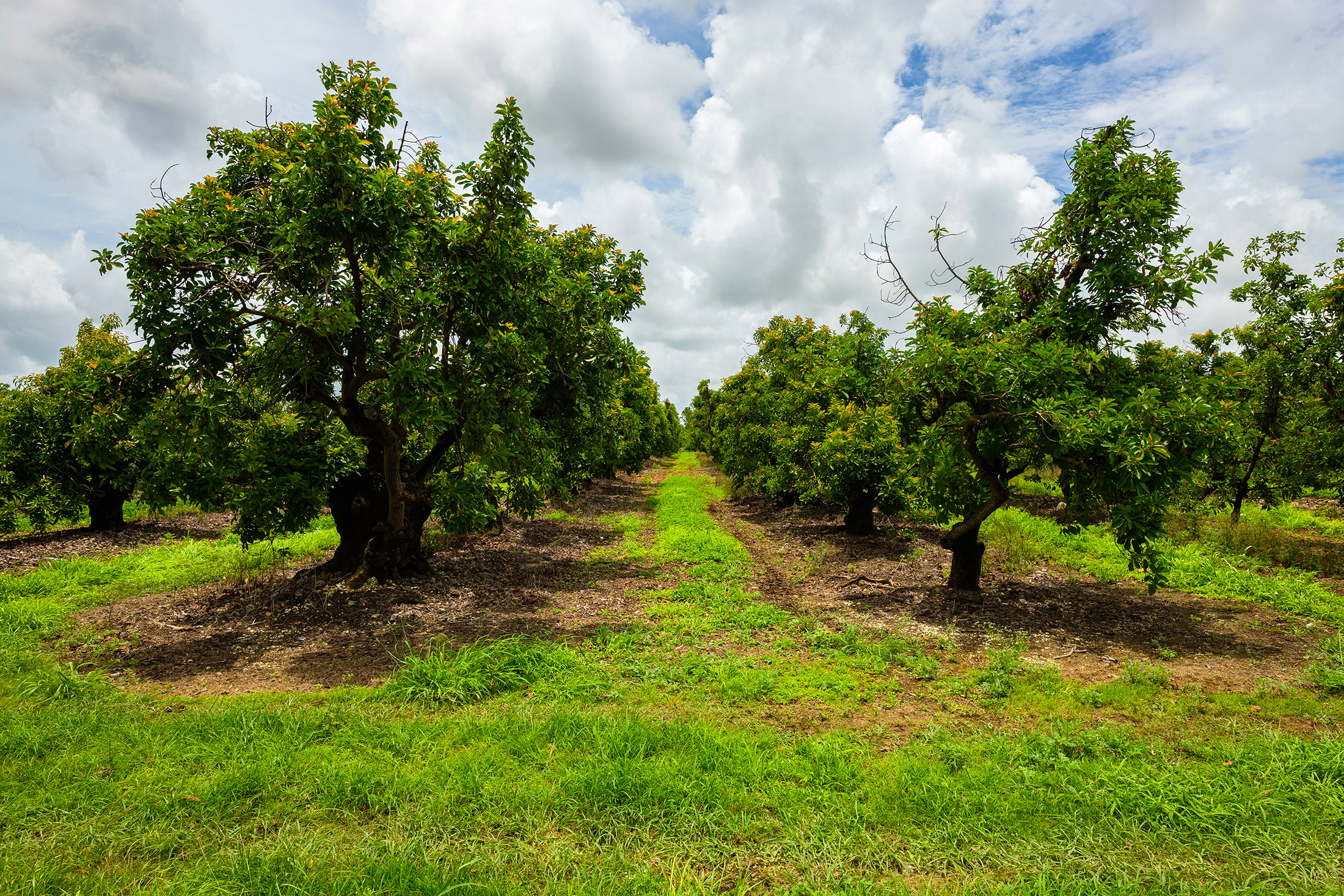 Plantation avocat