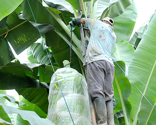 agricultor de plátanos