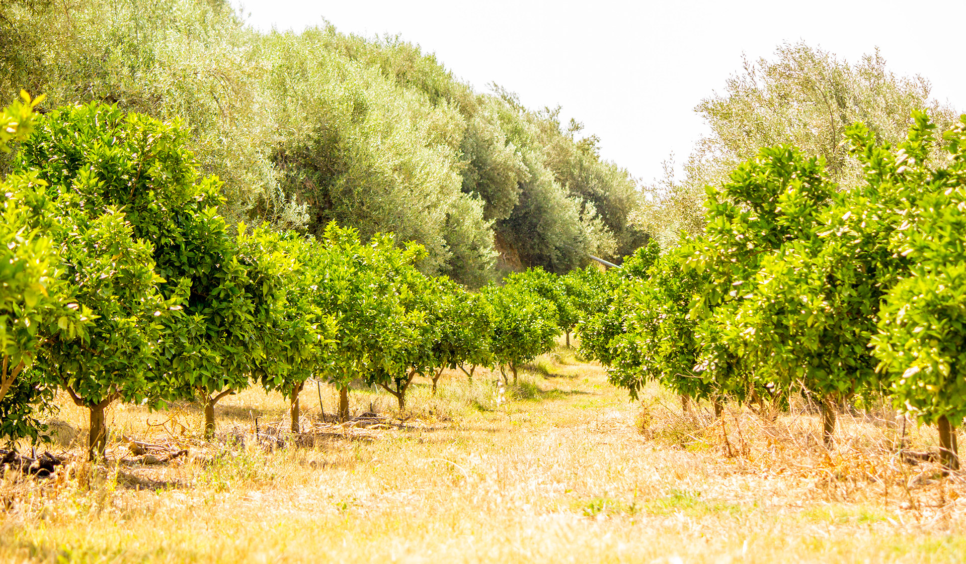 Citron plantation