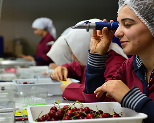 Quality control cherries