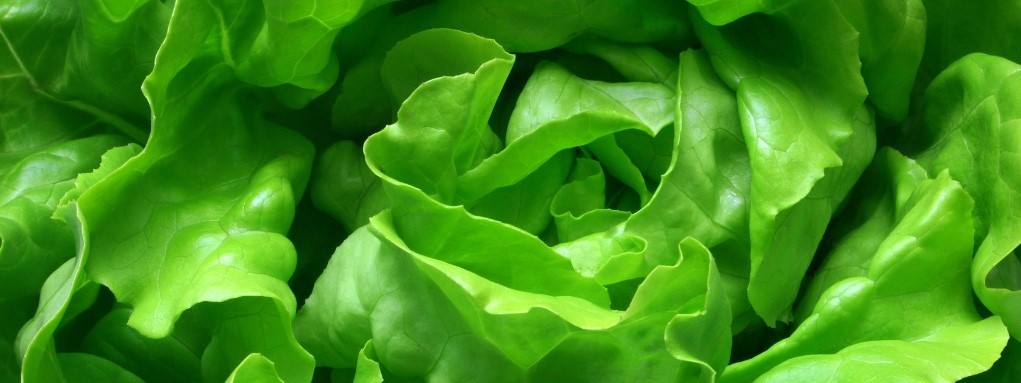 Salata2