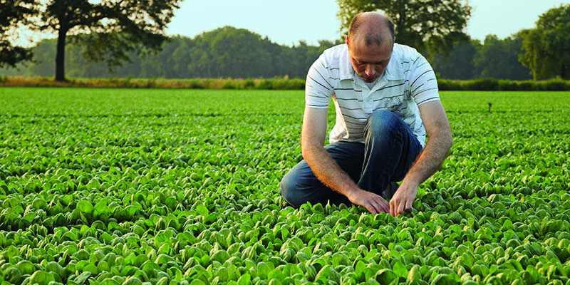 Asparagus growers