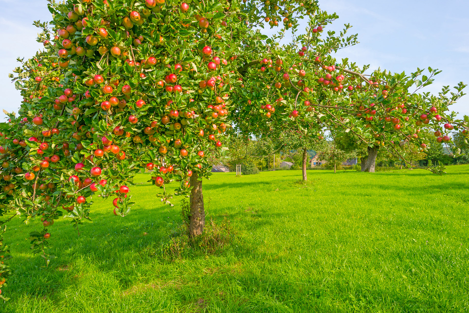 Pomme plantation