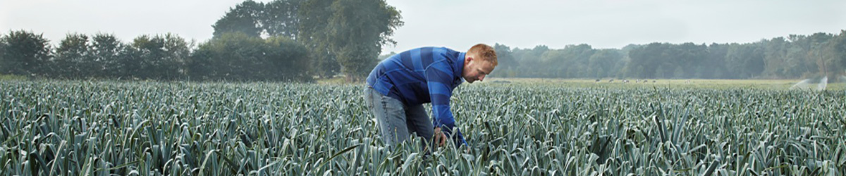 gygroup_leek_field_banner