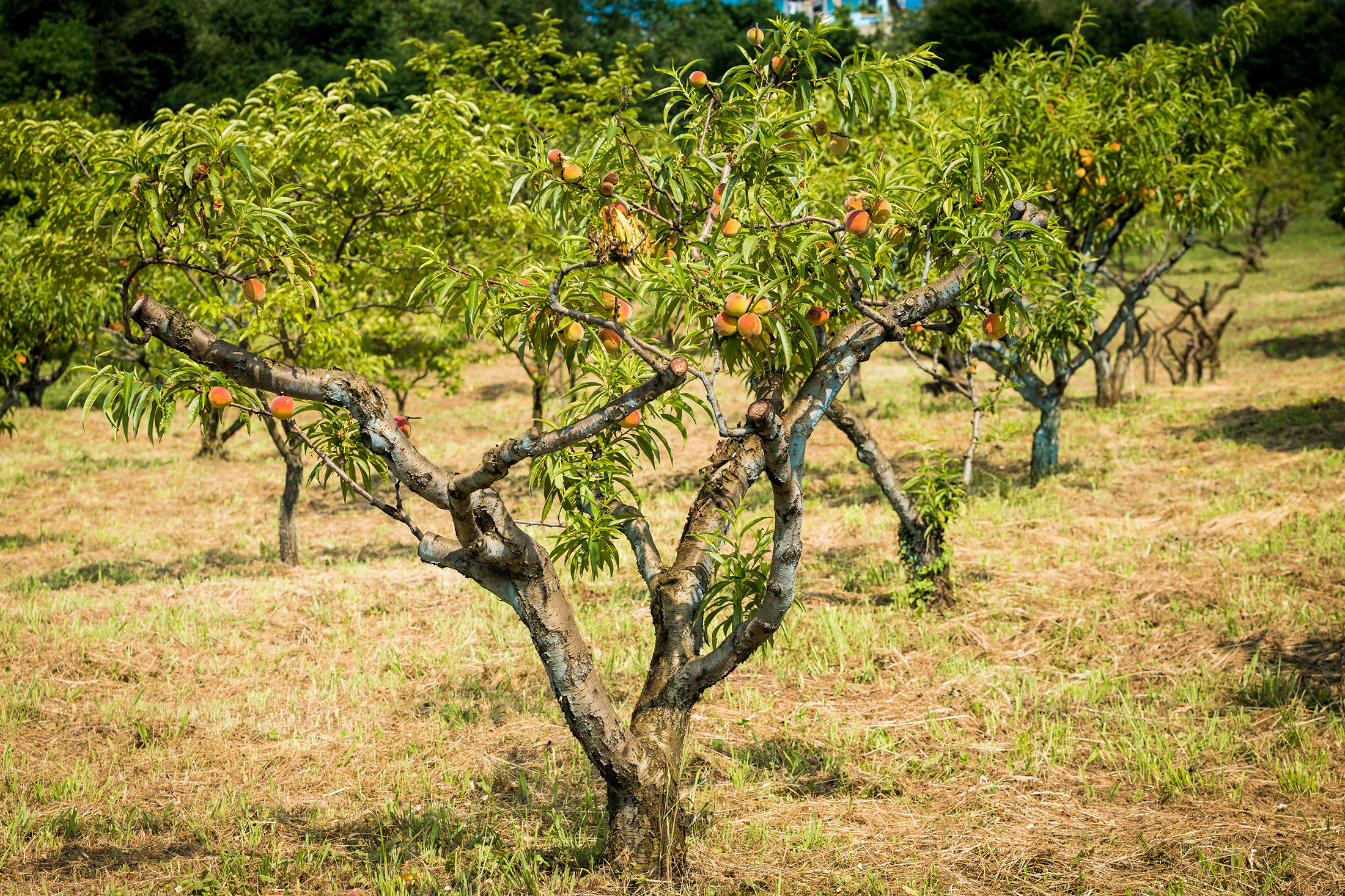 Nectarine plantation