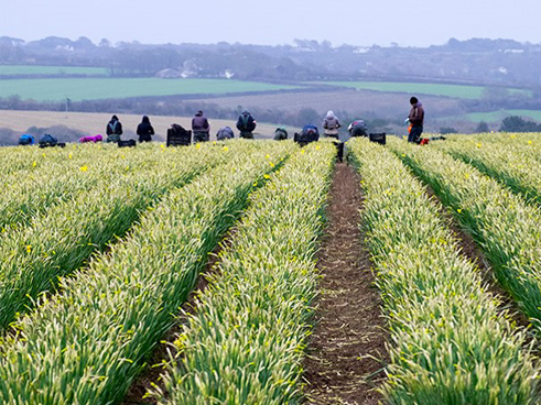 Tulips in field