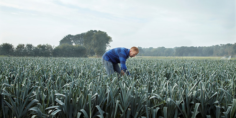 gygroup_grower_leek_field