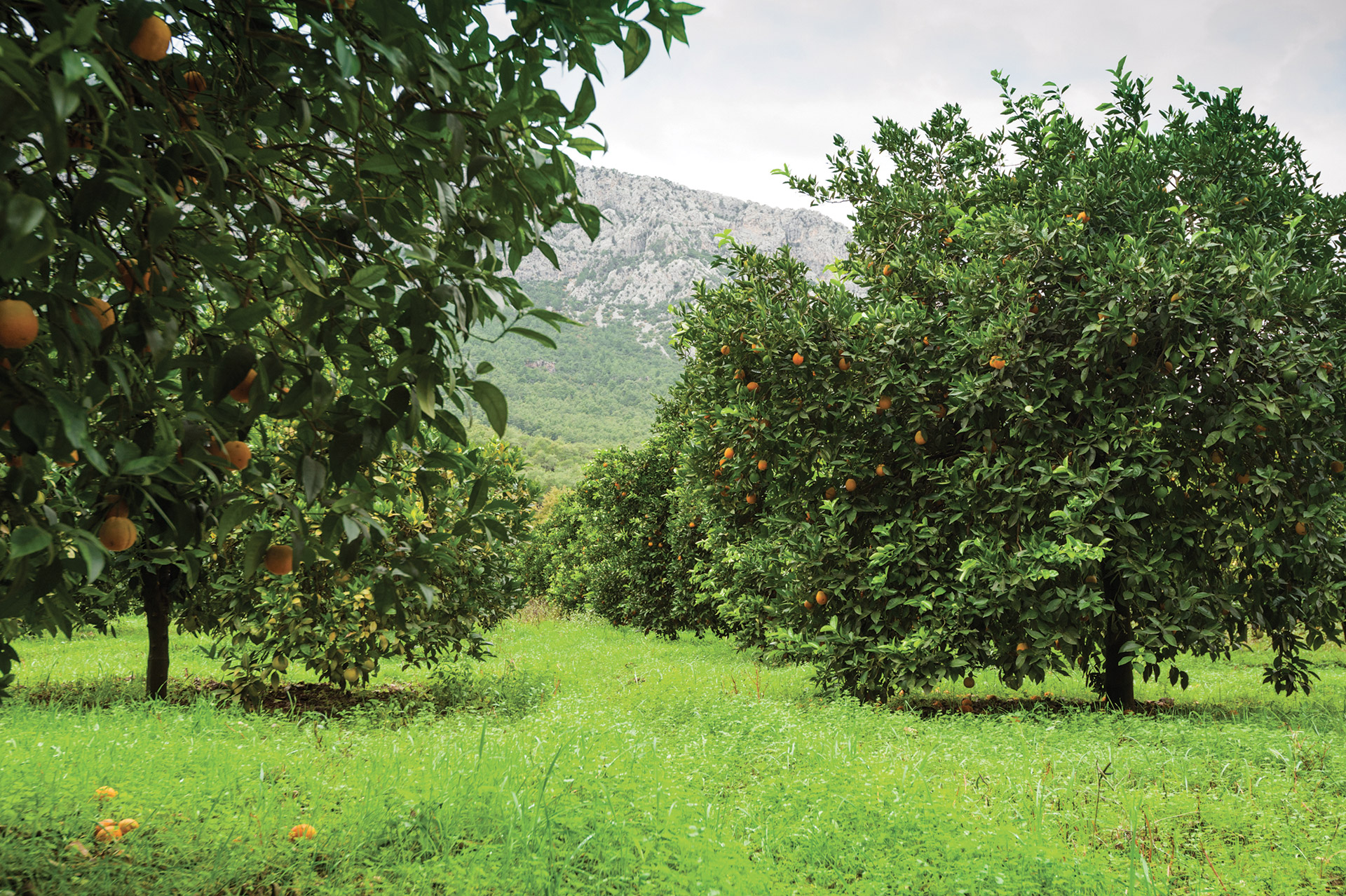 Orange plantation