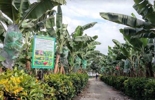 fairtrade bananas from Fruta Rica Ecuador