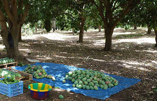 mango from Mali