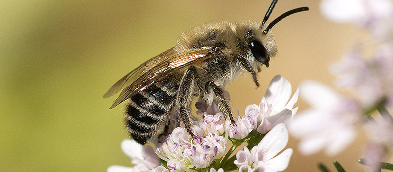 Bee-Day_website.jpg