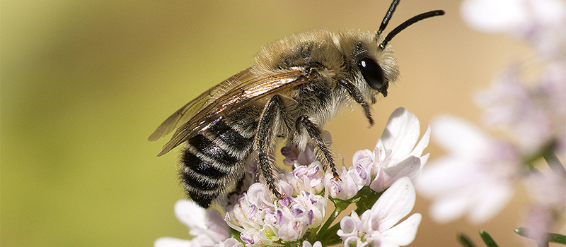 World Bee Day