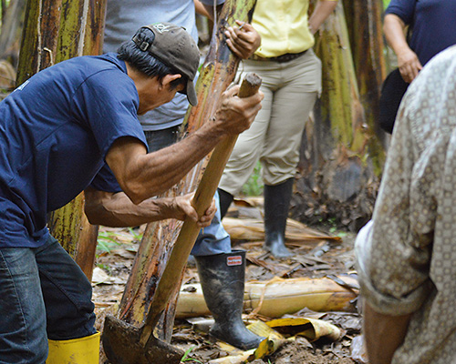 Ecuadorian growers