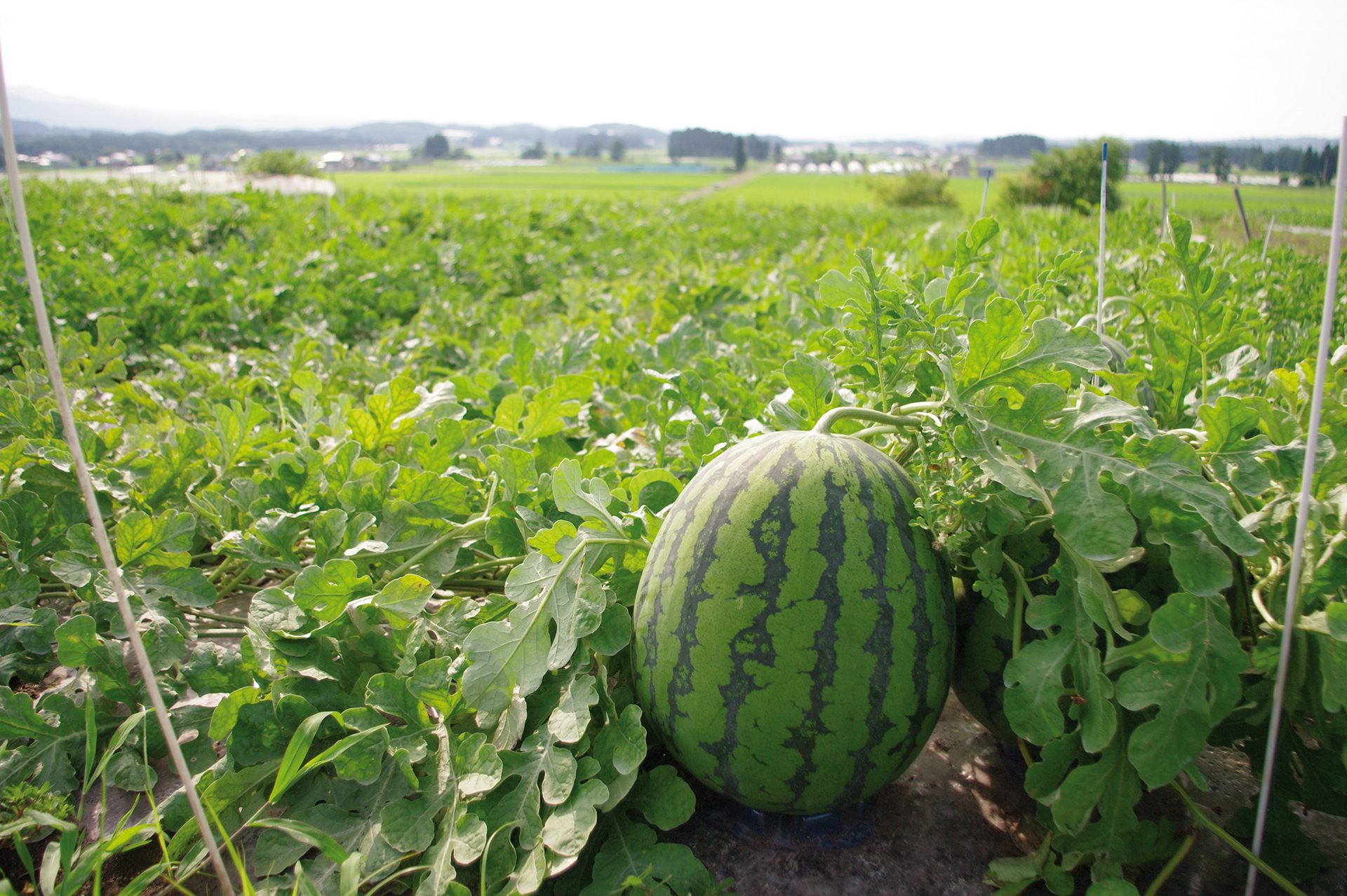 visu-pasteque-plantation