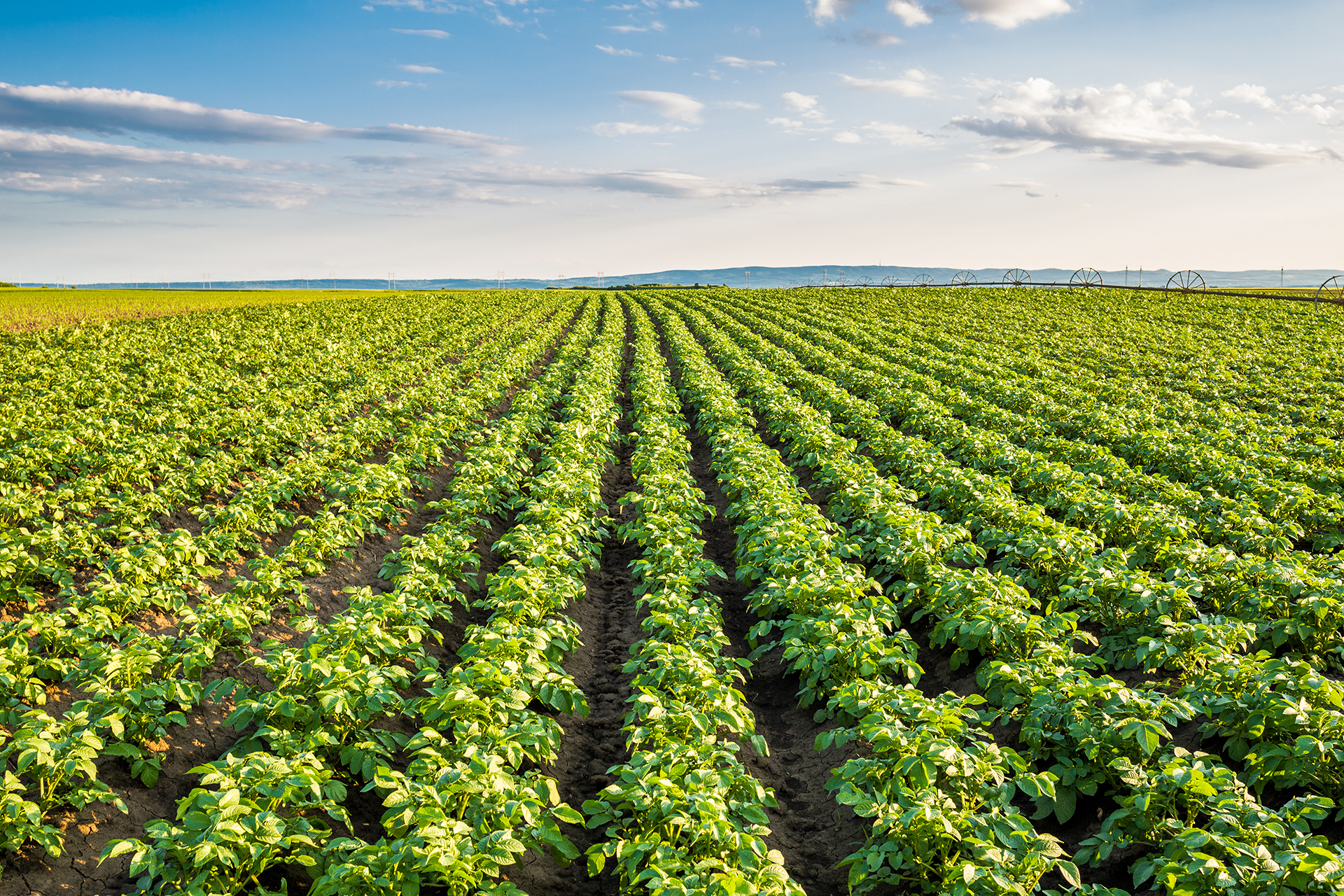 visu-patate-douce-plantation