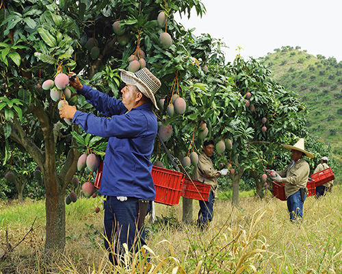 Mango grower