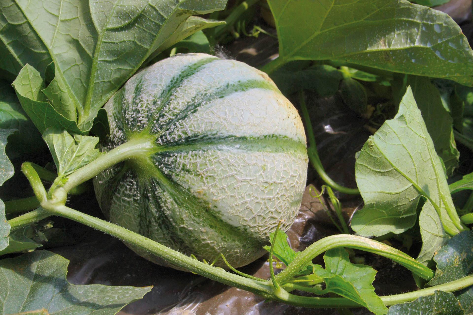 visu-melon-plantation